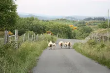 Irland 10.jpg