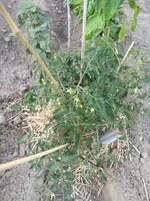 IMG_20180605_184100.webp