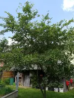 IMG_20180607_124603.webp