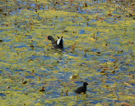 Teichhuhn mit Küken1_700.webp