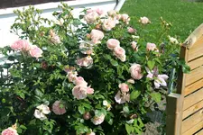 Garten Juni 9.webp