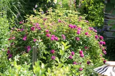 Garten Juni 12.webp