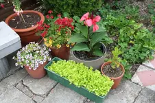 Garten Juni 3.jpg