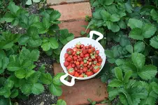 Garten Juni 5.jpg