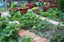Garten Juni 4.webp