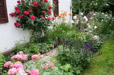 Garten Juni 8.jpg