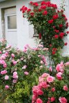 Garten Juni 9.jpg