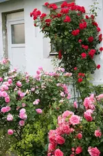 Garten Juni 9.jpg