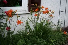Garten Juni 12.jpg