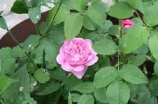 Garten Juni 2.jpg