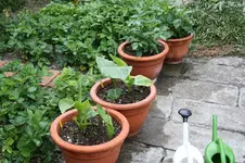 Garten Juni 13.jpg