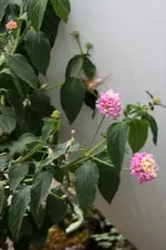 Garten Juni 7.jpg