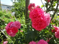 DSC03098.webp