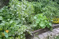 Garten Juni 14.jpg