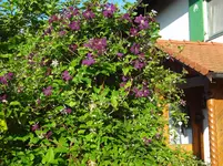 DSC03102.webp