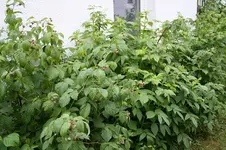 Garten Juni 10.webp