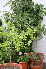 Garten Juni 11.jpg