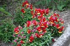 Garten Juni 15.webp