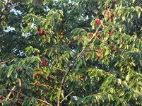 DSC03110.webp