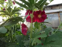 DSC03116.webp