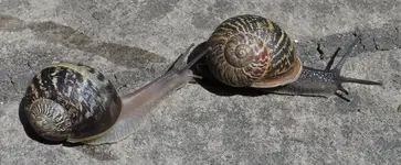 Schnecken dunkel1.webp