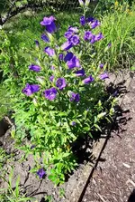 Glockenblume.webp