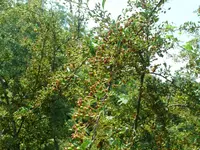 Weisdorn (3).webp