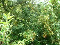 Weisdorn (4).webp
