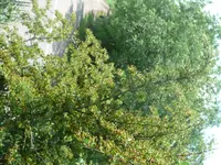 Weisdorn (5).webp