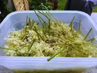Marmelade und Gelee 4.webp