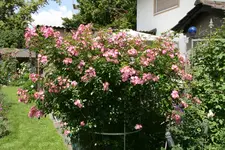 Rose Juanita0818.jpg