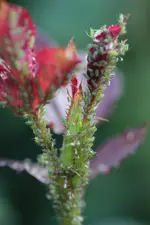 0M3A4656.webp 0M3A4656.webp