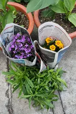 Garten Juni 17.webp