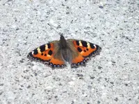 DSCF1208.webp