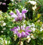 Garten nach dem Regen 2.webp
