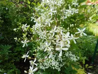 Garten nach dem Regen 7.webp