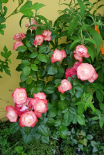 20180609_093150.webp