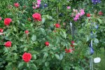 Rose Out of Rosenheim1118.jpg