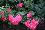 Rose Bad Birnbach0118.jpg