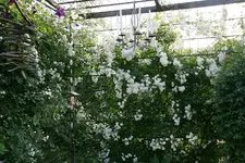 Rosentempel1118.webp