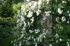 Rosentempel1418.jpg