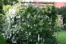 Rosentempel1518.webp