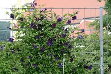 Cl.vit.Viola0518.jpg