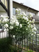 P1100004Schneewittchen.webp
