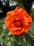 P1100003namenlose Orangerote Rose.jpg