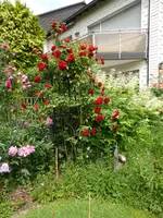 P1090999Amade.webp