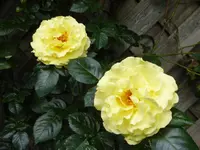P1090955Lucia.webp