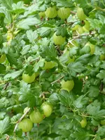 P1090981Stachelbeere.webp