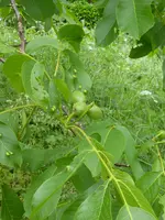 P1090980Walnuss.webp