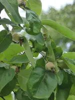 P1090977Quitte.webp